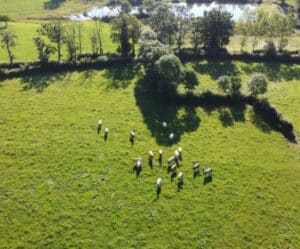vue au drone d'un élevage de bazadaises Biolal